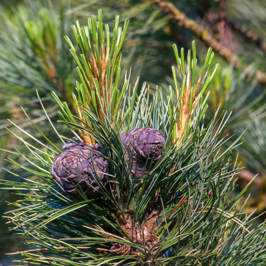 frische Zirbenzapfen vorbestellen