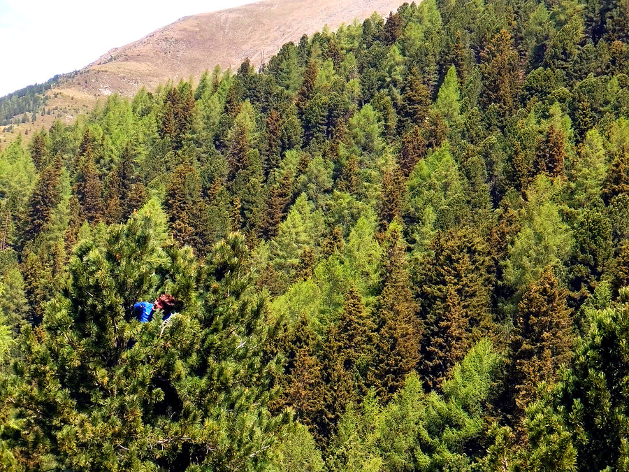 Bis zu 10 Meter hoch im Baum