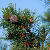 Zirbenast mit Zirbenzapfen