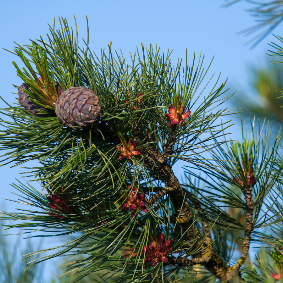 frische Zirbenzapfen vorbestellen