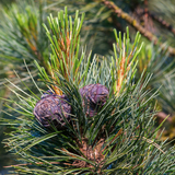 Zirbenast mit Zirbenzapfen