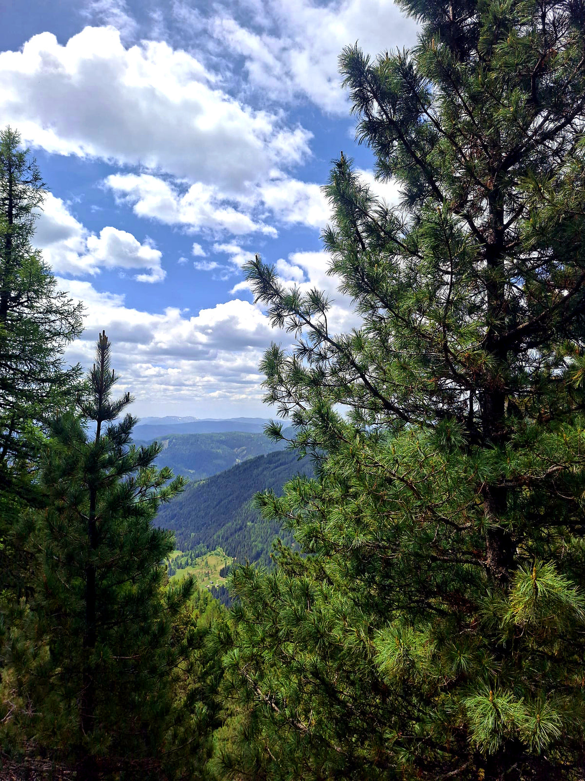 Zirbenwald in den Murauer Alpen