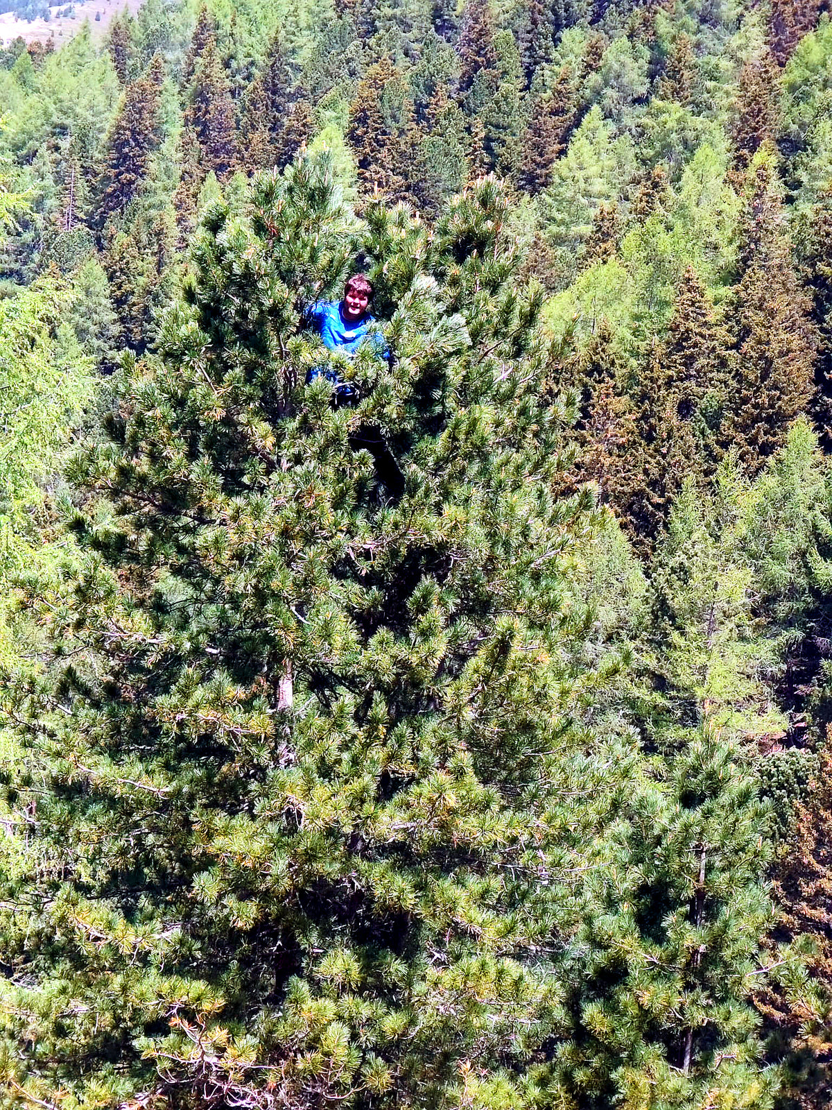 Zirbenwald in den Murauer Alpen