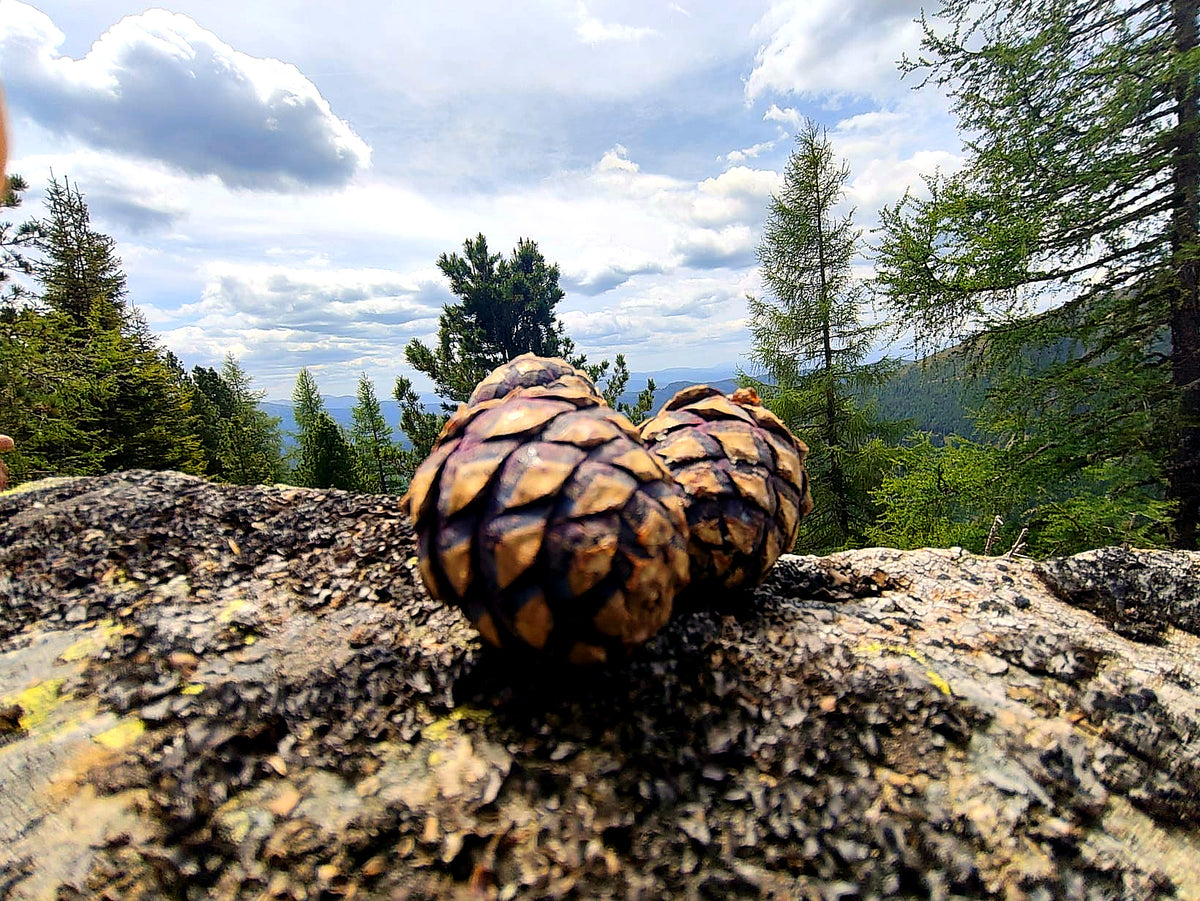 Zapfen-Ernte im Murauer Wald